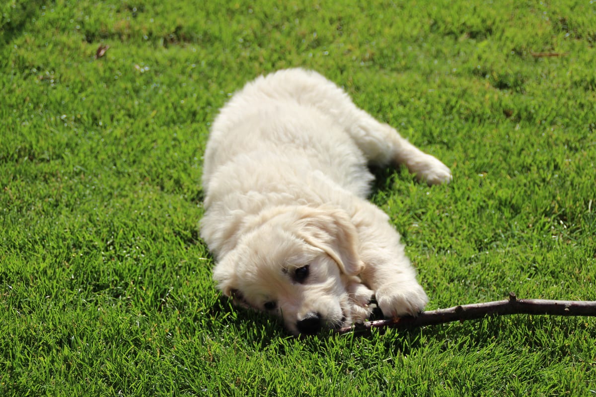 Cream-coloured puppy playing in the grass