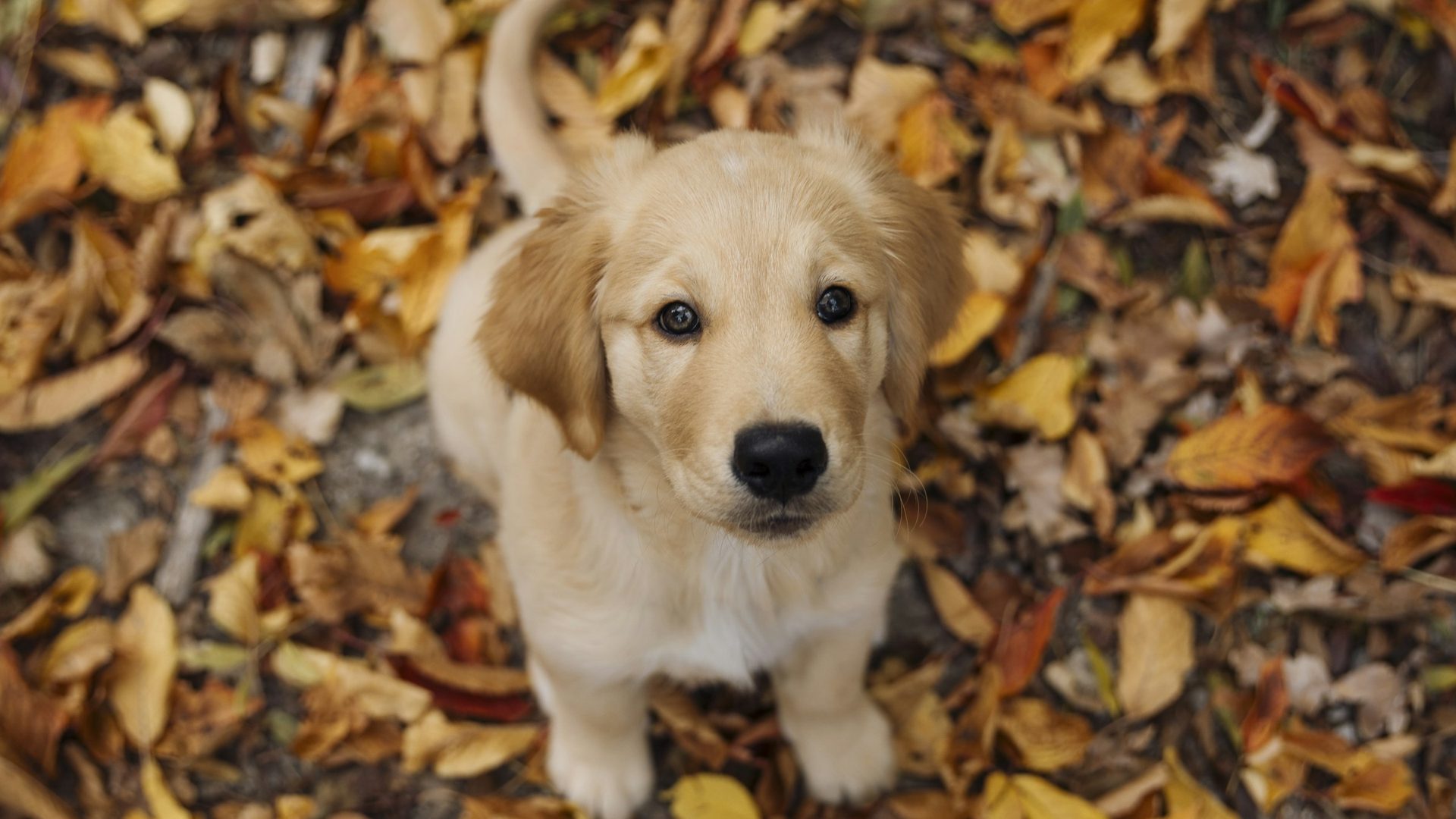 Bright-eyed golden retriever puppy sitting in autumn leaves