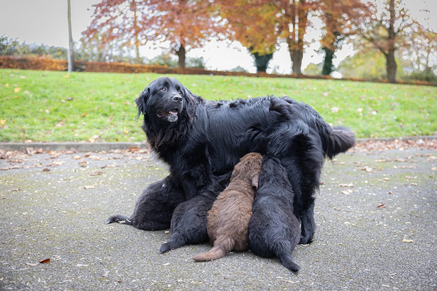 A mother and her litter in a breeder's yard, in autumn