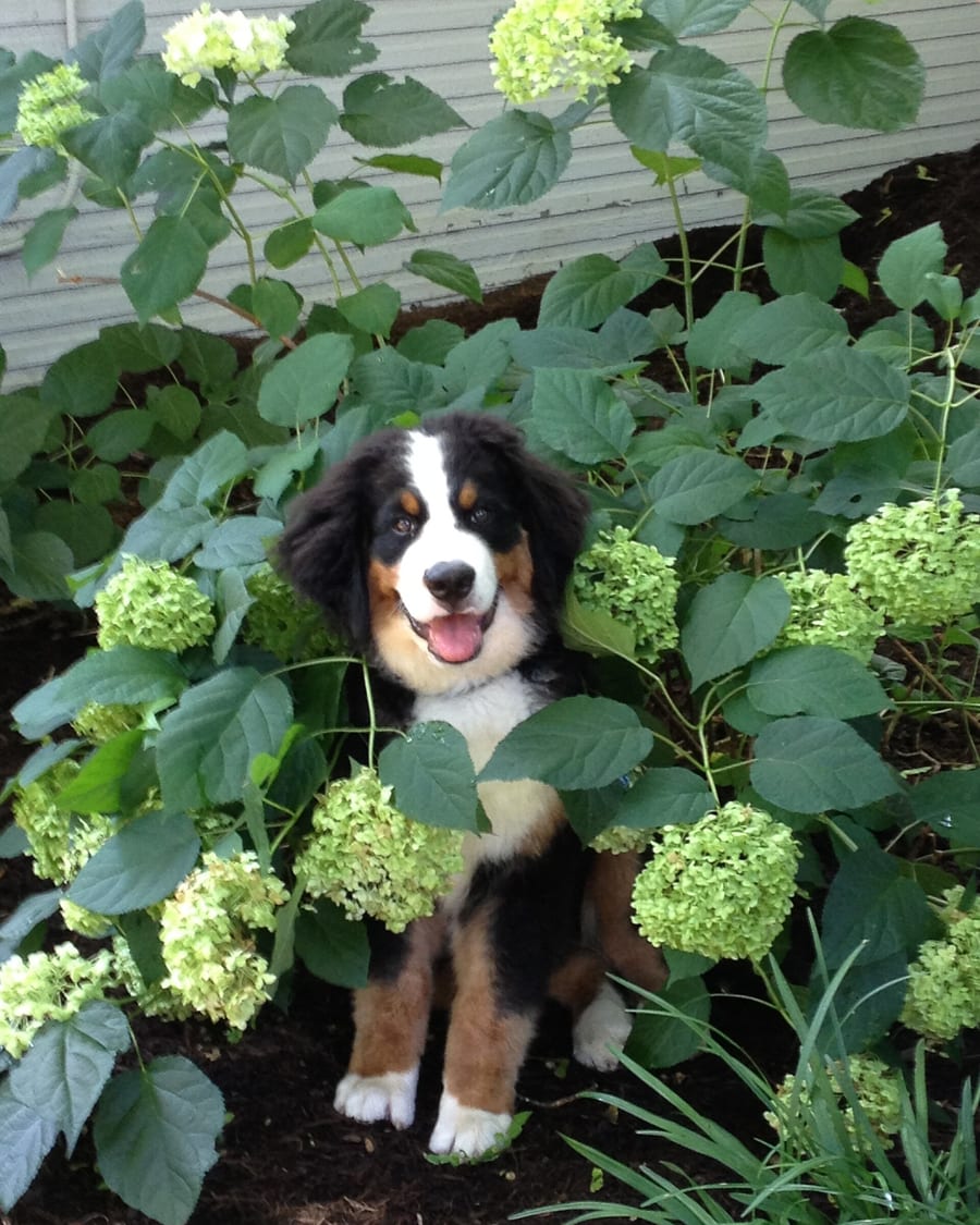 Puppy sitting in a breeder's garden